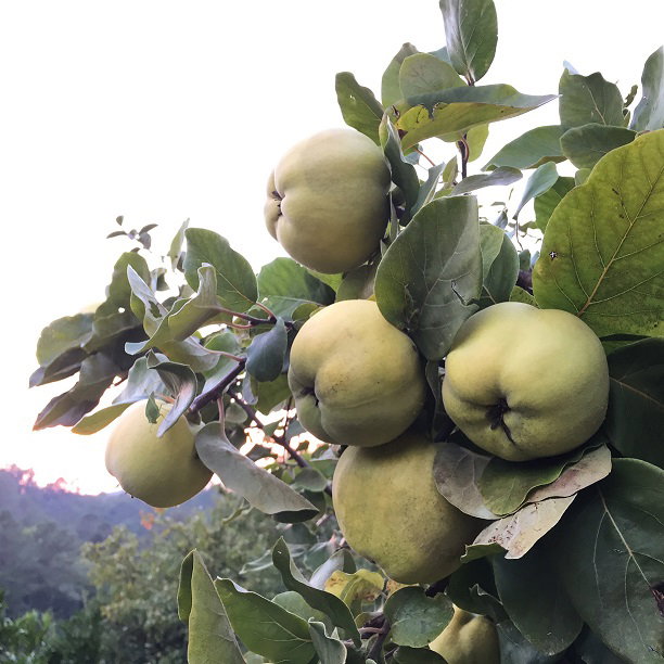 Frutos de membrillo en el árbol