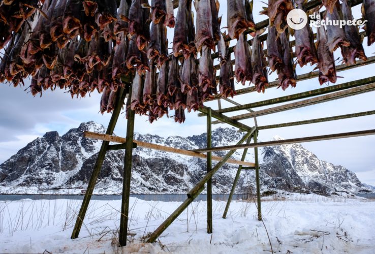 A la búsqueda del bacalao skrei. islas lofoten