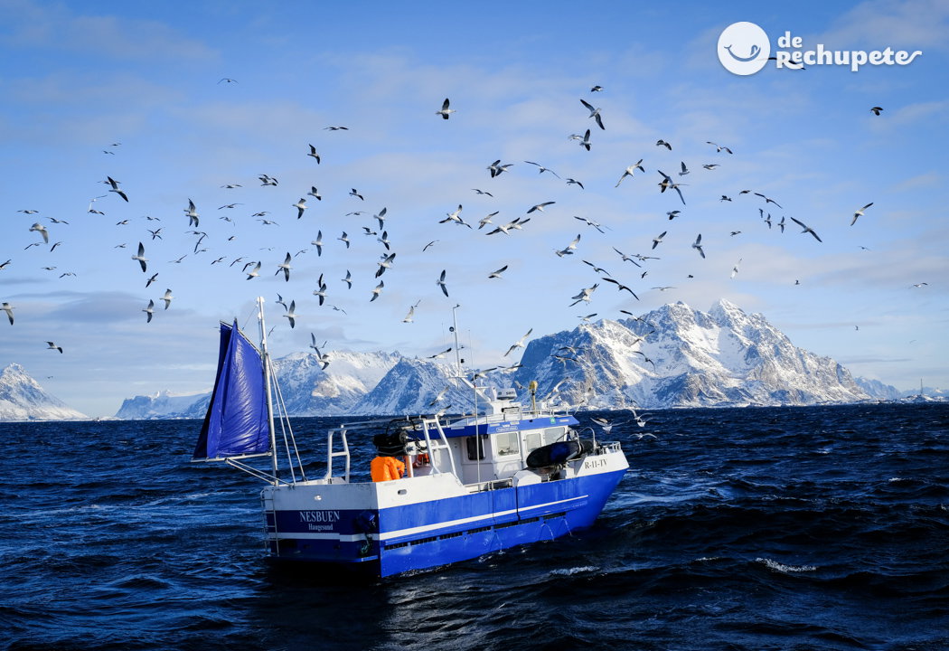 A la búsqueda del bacalao Skrei. Islas Lofoten