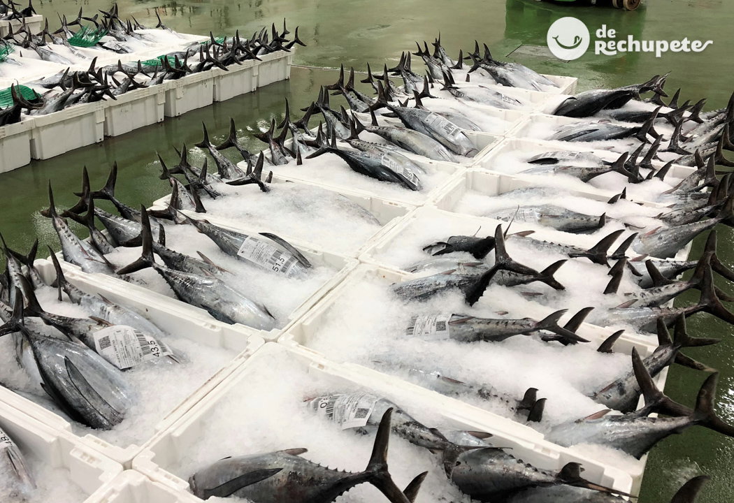 Bonito de Burela y Merluza de pincho. Respeto a la pesca
