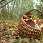 Las mejores recetas para la temporada de setas