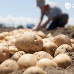 Patatas. Tipos y clases ¿Para qué se utiliza cada una?¿Cuál usar en tu receta?