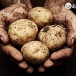 Patatas. Curiosidades y cómo conservarlas