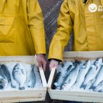 Dorada. Beneficios, propiedades y recetas