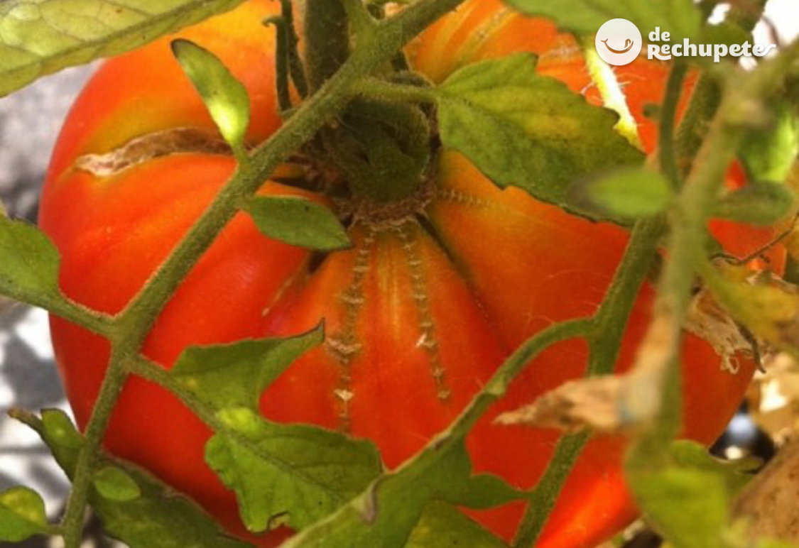 Tomate. beneficios, propiedades y alimentación