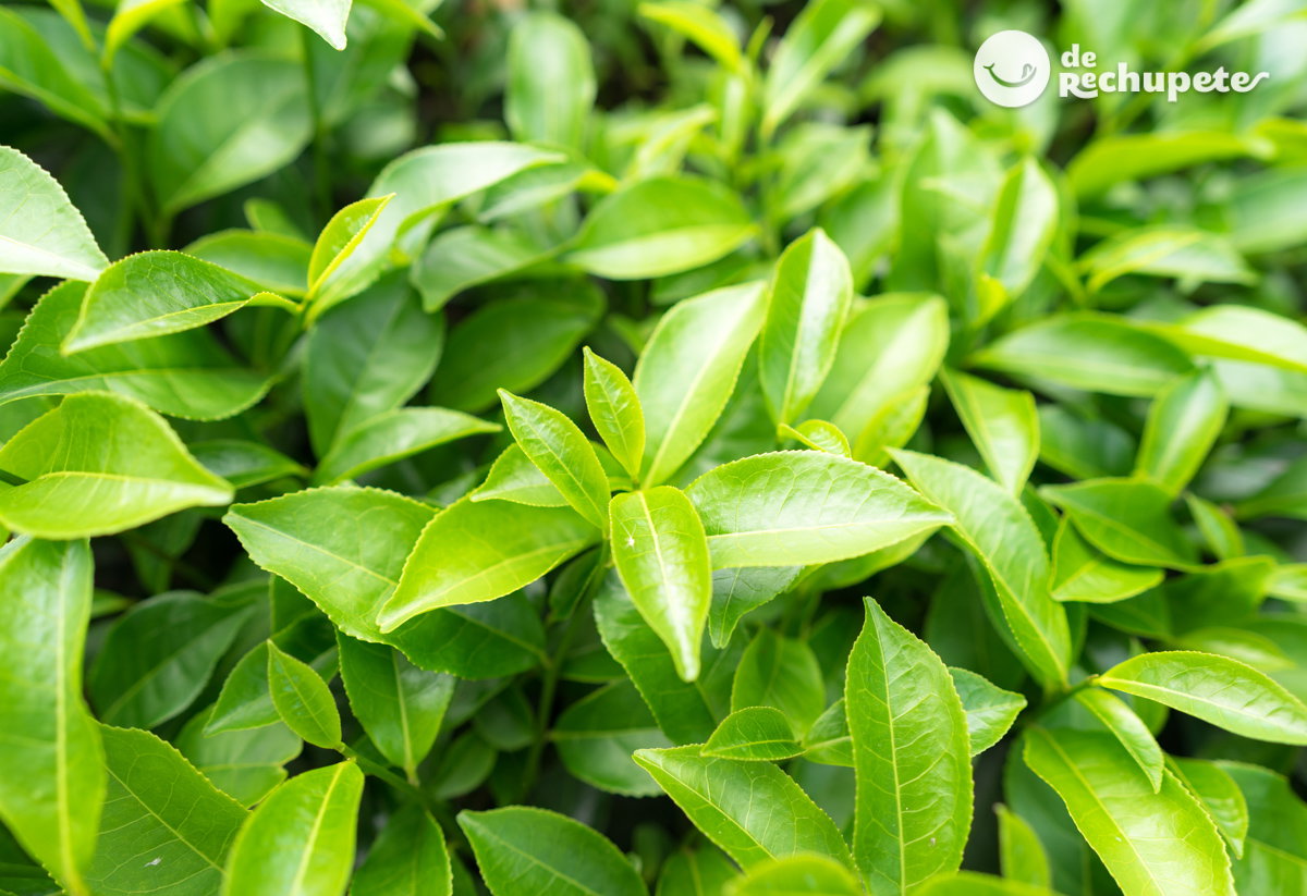 Errores cuando vas a preparar un té