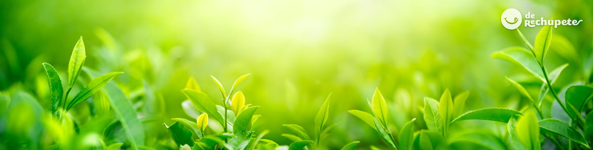 Errores cuando vas a preparar un té