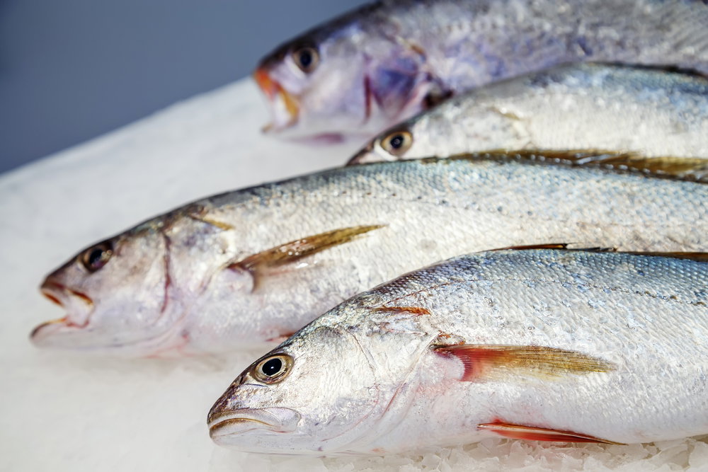Corvina en la pescadería