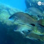 Corvina: beneficios de comerla y recetas para disfrutarla