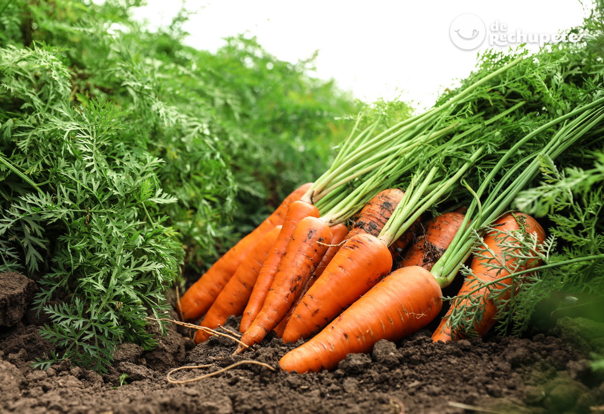 ¿cuáles son las verduras y hortalizas que os recomendamos este otoño?