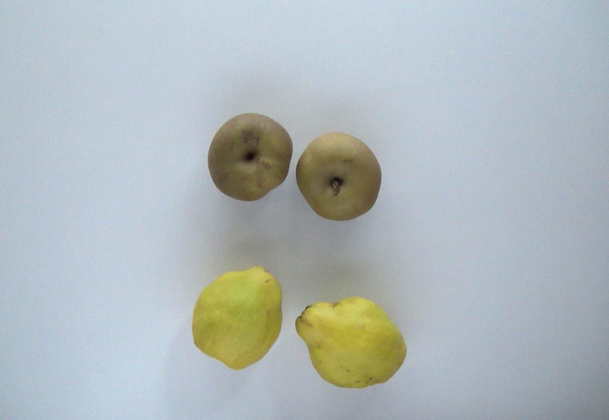 Dulce de membrillo y manzana casero