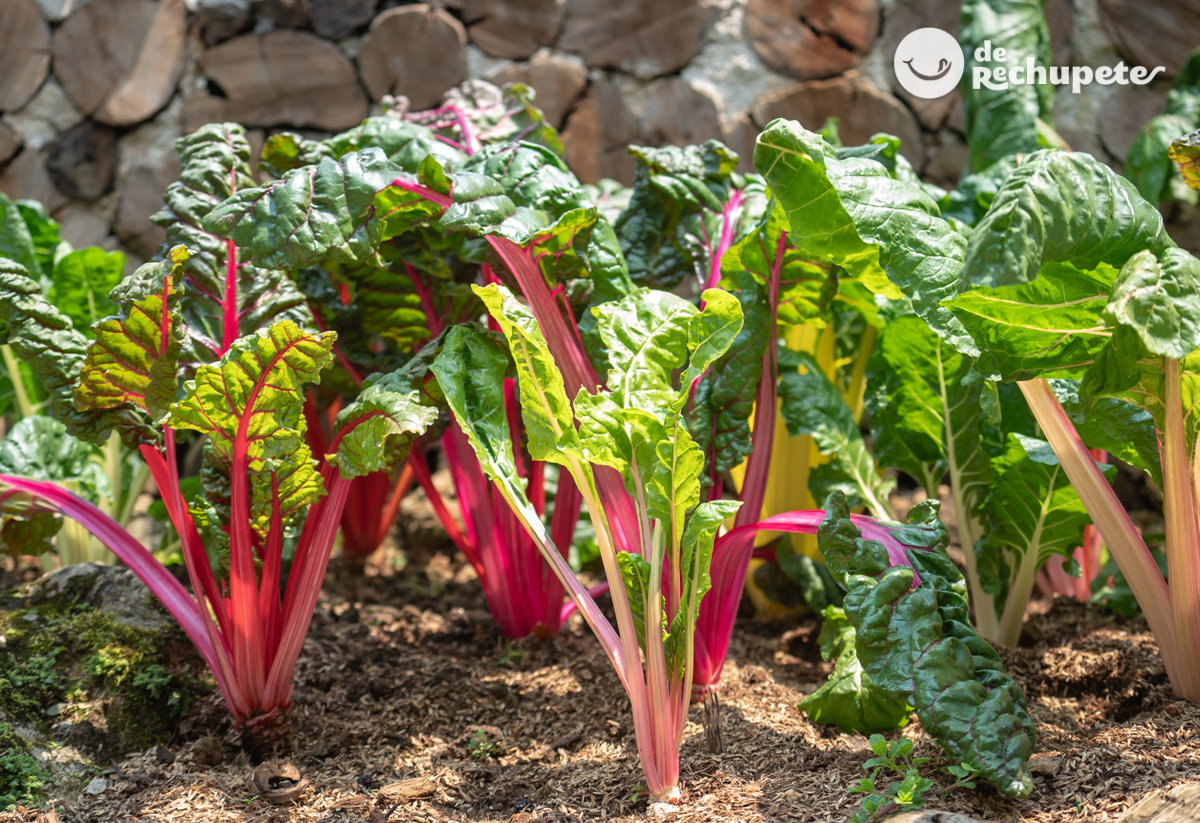Verduras y hortalizas de invierno