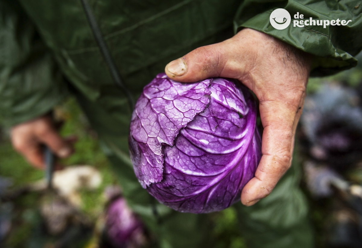 Verduras y hortalizas de invierno