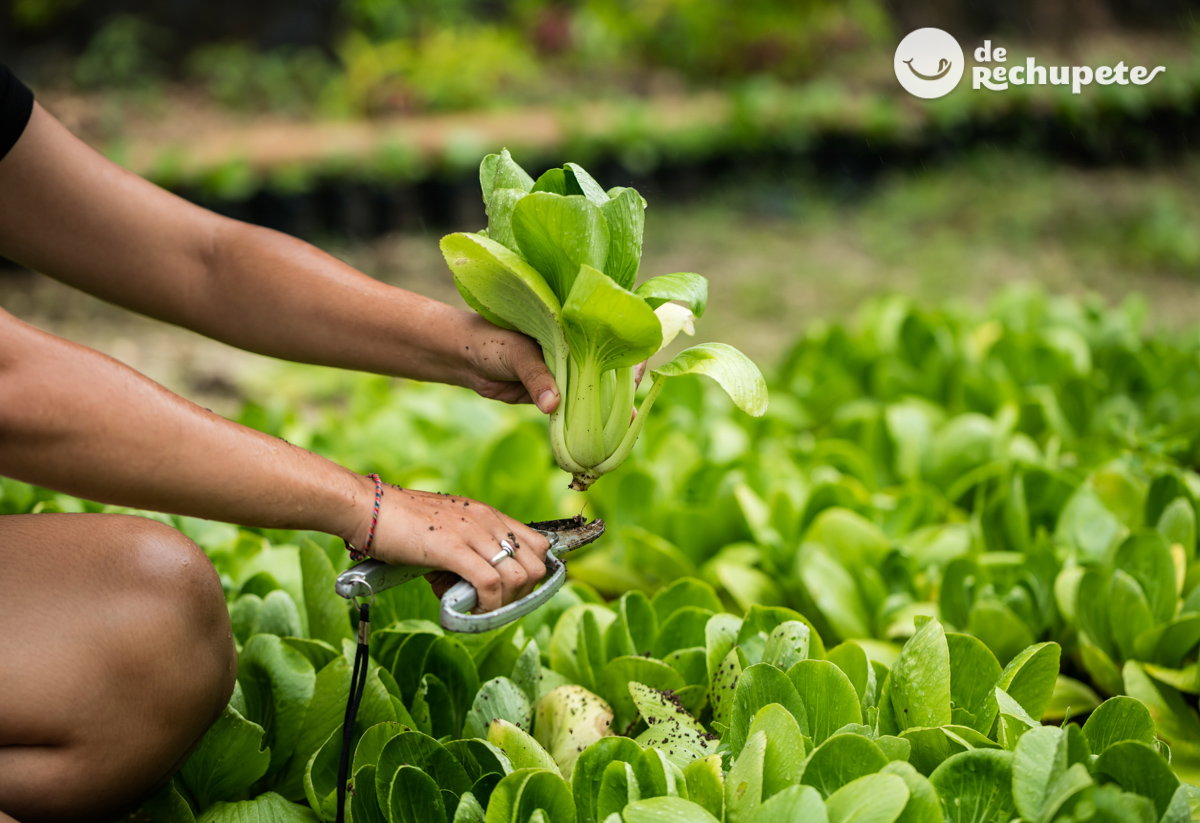 Pak choi y otras verduras japonesas