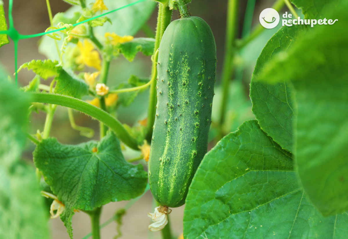 Verduras y hortalizas de Primavera