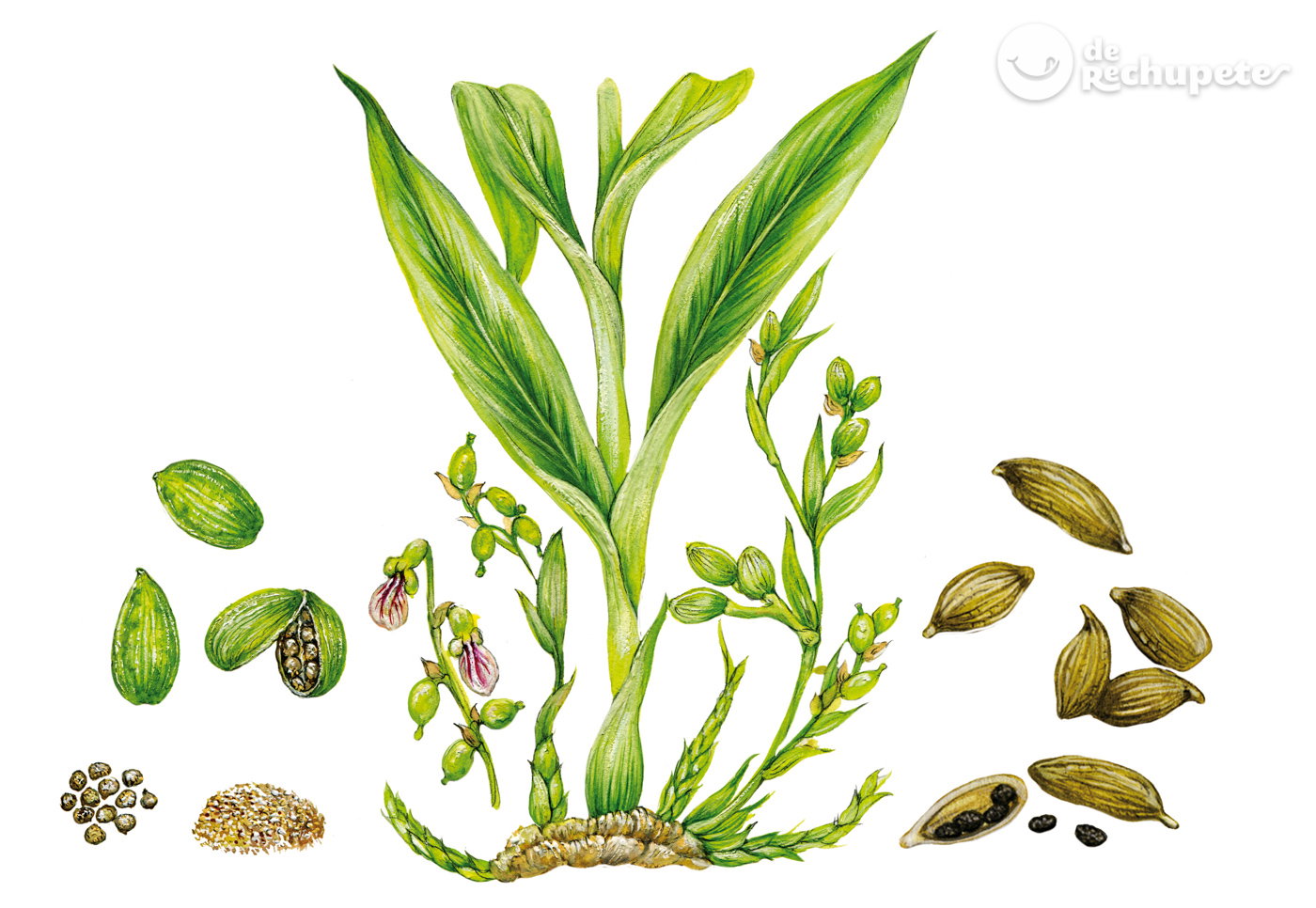 Cardamomo. Origen, para qué sirve, usos en cocina, beneficios y dónde comprarlo