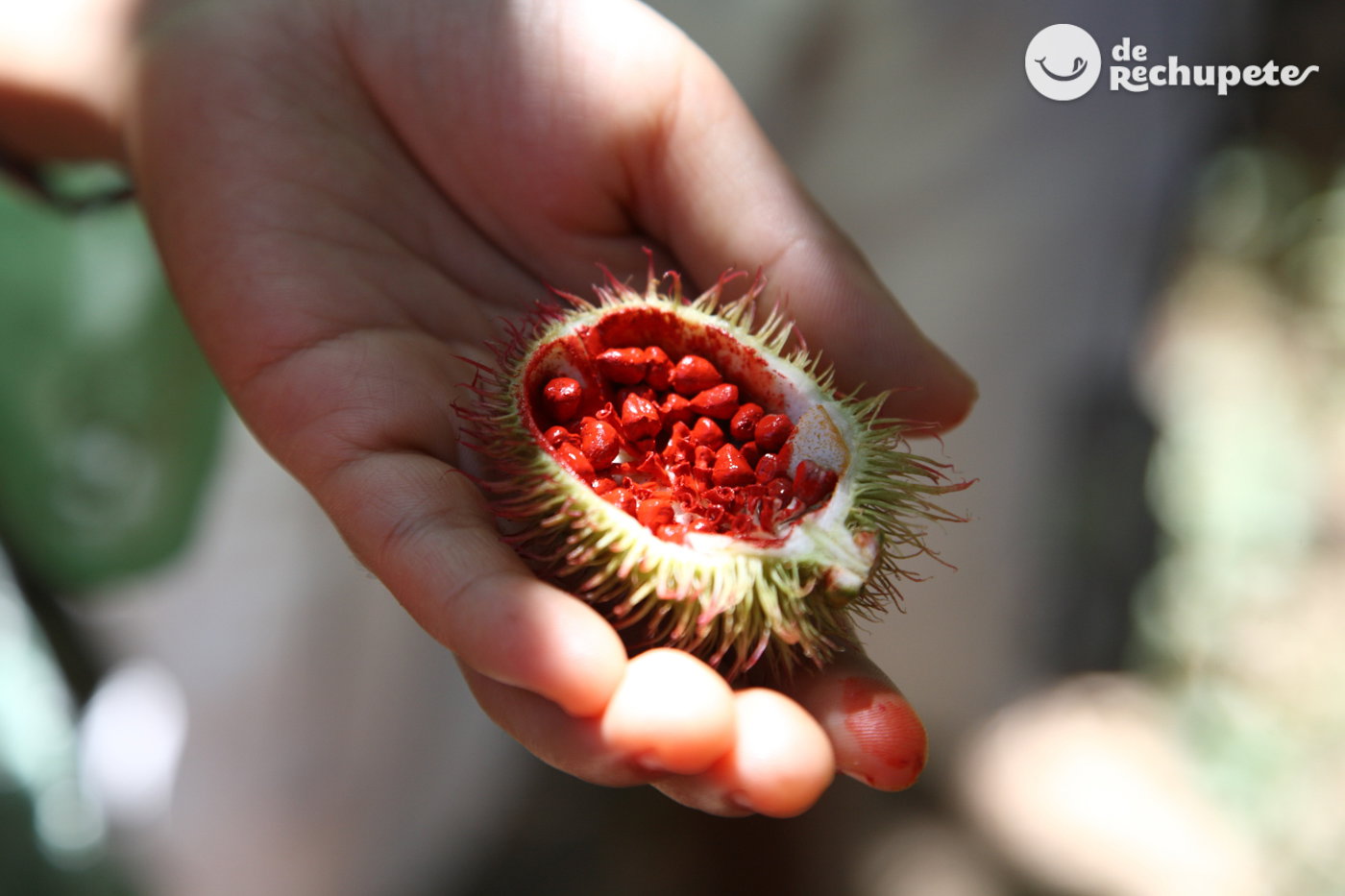 Achiote u onoto. Origen, qué es y cómo utilizarlo en tu cocina