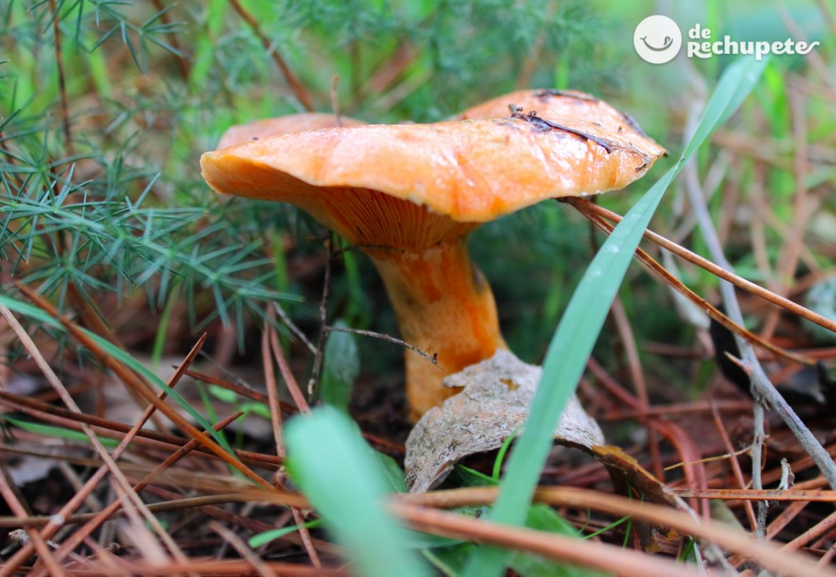 Níscalos o Robellones. La seta de otoño más famosa. Cómo distinguirla y sus usos en la cocina