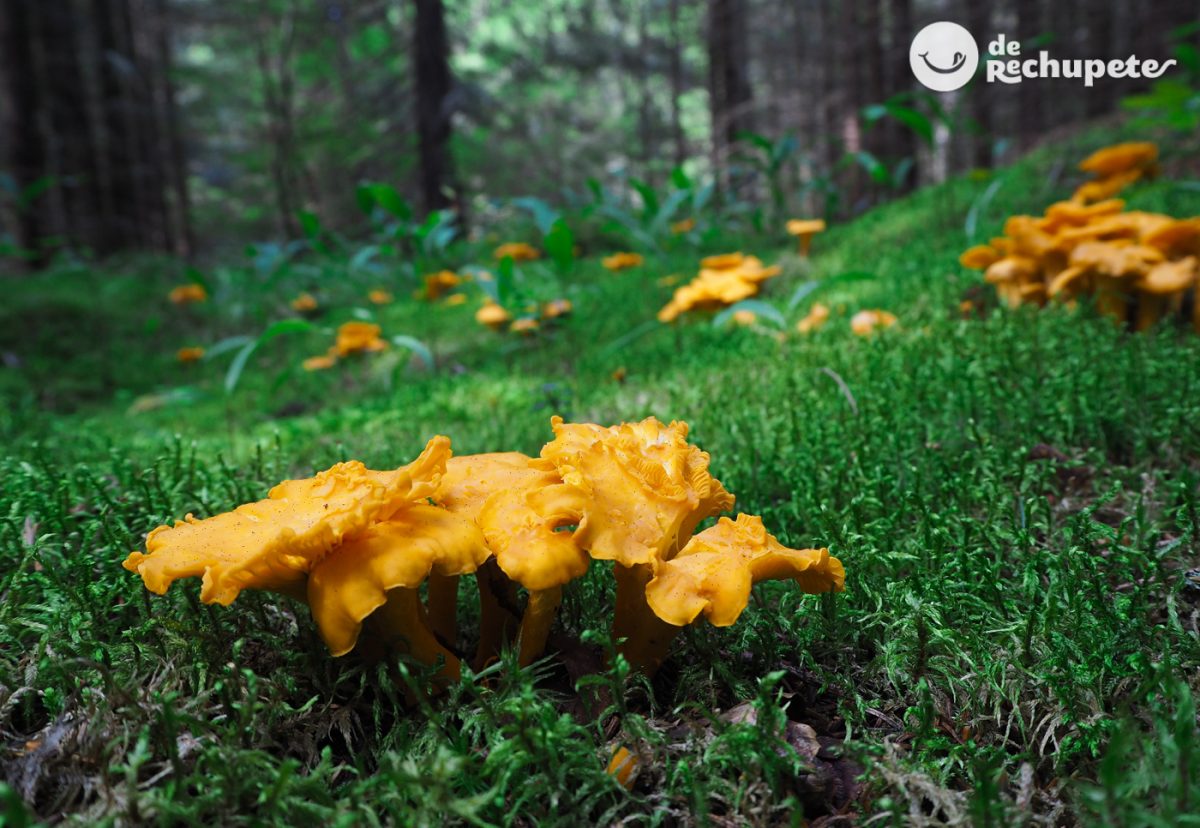 Rebozuelos o Cantharellus. Cómo distinguirlos, propiedades y usos en la cocina de esta seta