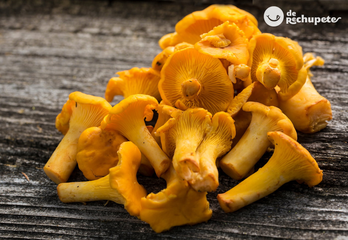 Rebozuelos o Cantharellus. Cómo distinguirlos, propiedades y usos en la cocina de esta seta