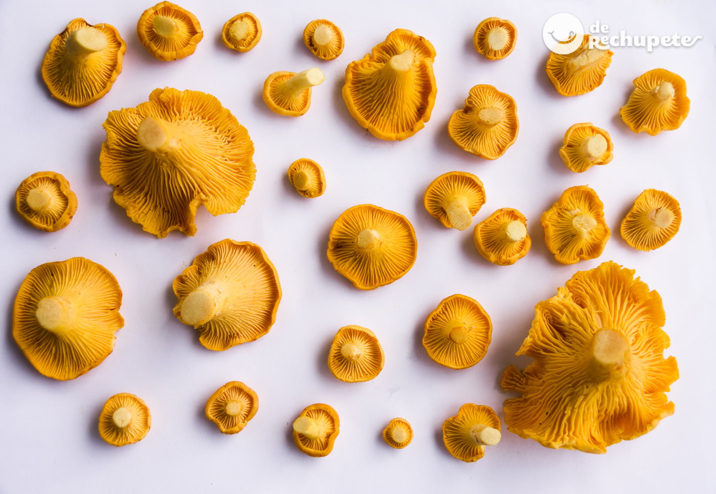 Rebozuelos o Cantharellus. Cómo distinguirlos, propiedades y usos en la cocina de esta seta
