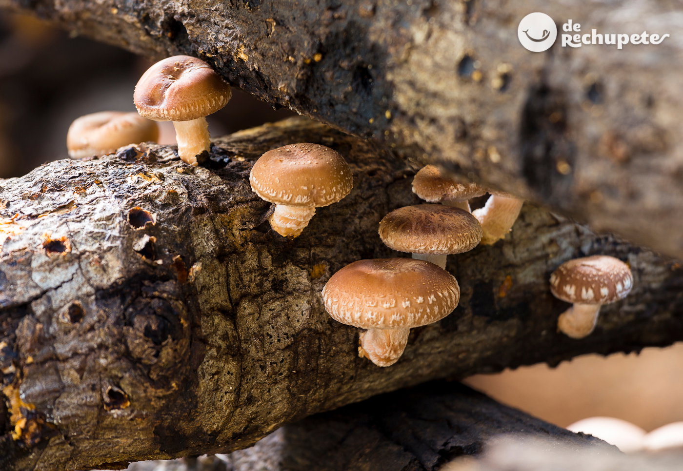 Setas Shiitake. ¿Qué son? Usos y beneficios en la cocina