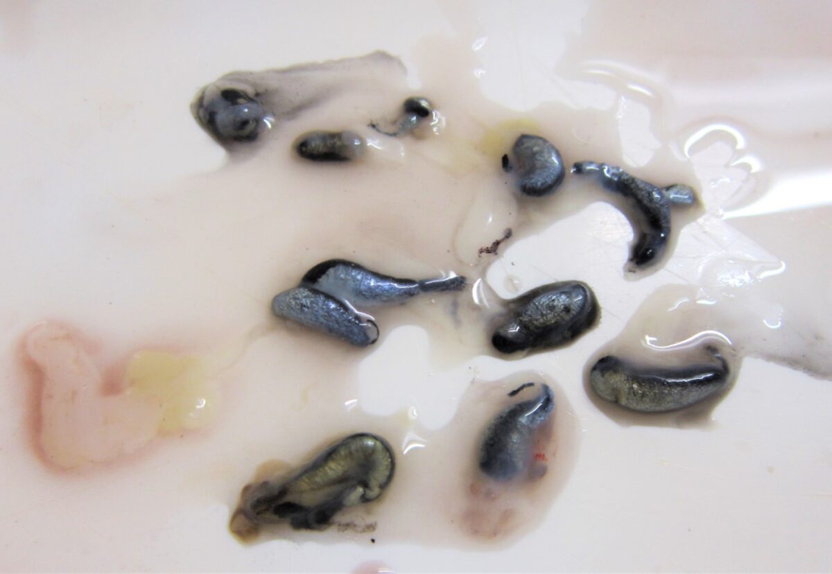 Chipirones. ¿Qué son y cómo los limpiamos? Recetas con chipirones