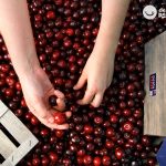 Picotas del Jerte. ¿Cómo diferenciarlas del resto de cerezas?