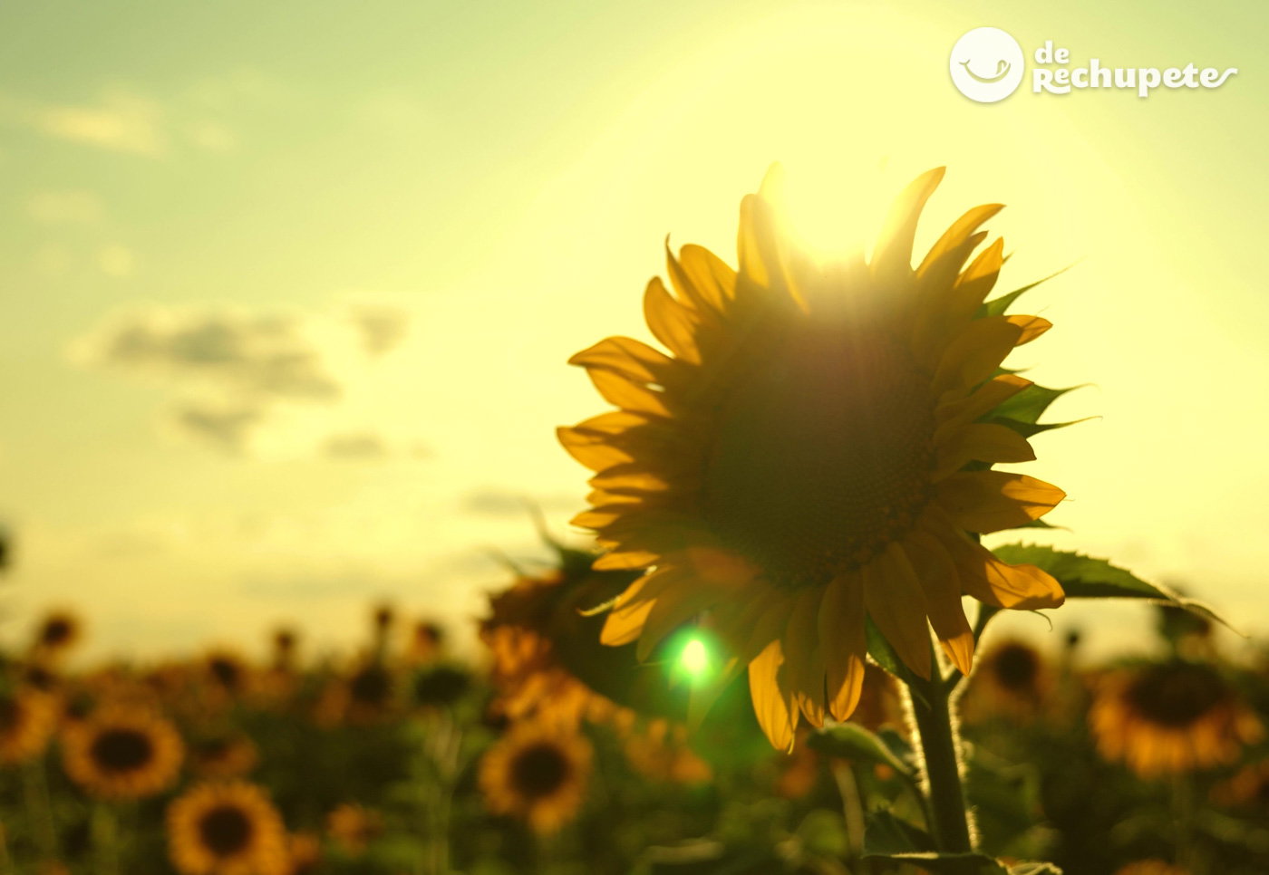 Pipas de girasol. Los beneficios de este snack tan saludable
