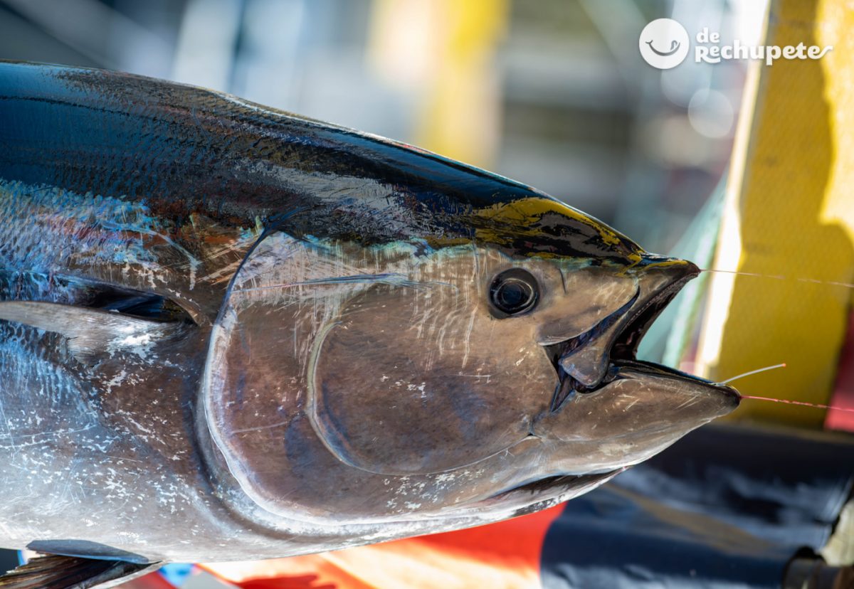 Ike Jime. ¿Qué es y en qué consiste esta técnica japonesa? Maduración del pescado
