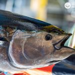 Ike Jime. ¿Qué es y en qué consiste esta técnica japonesa? Maduración del pescado
