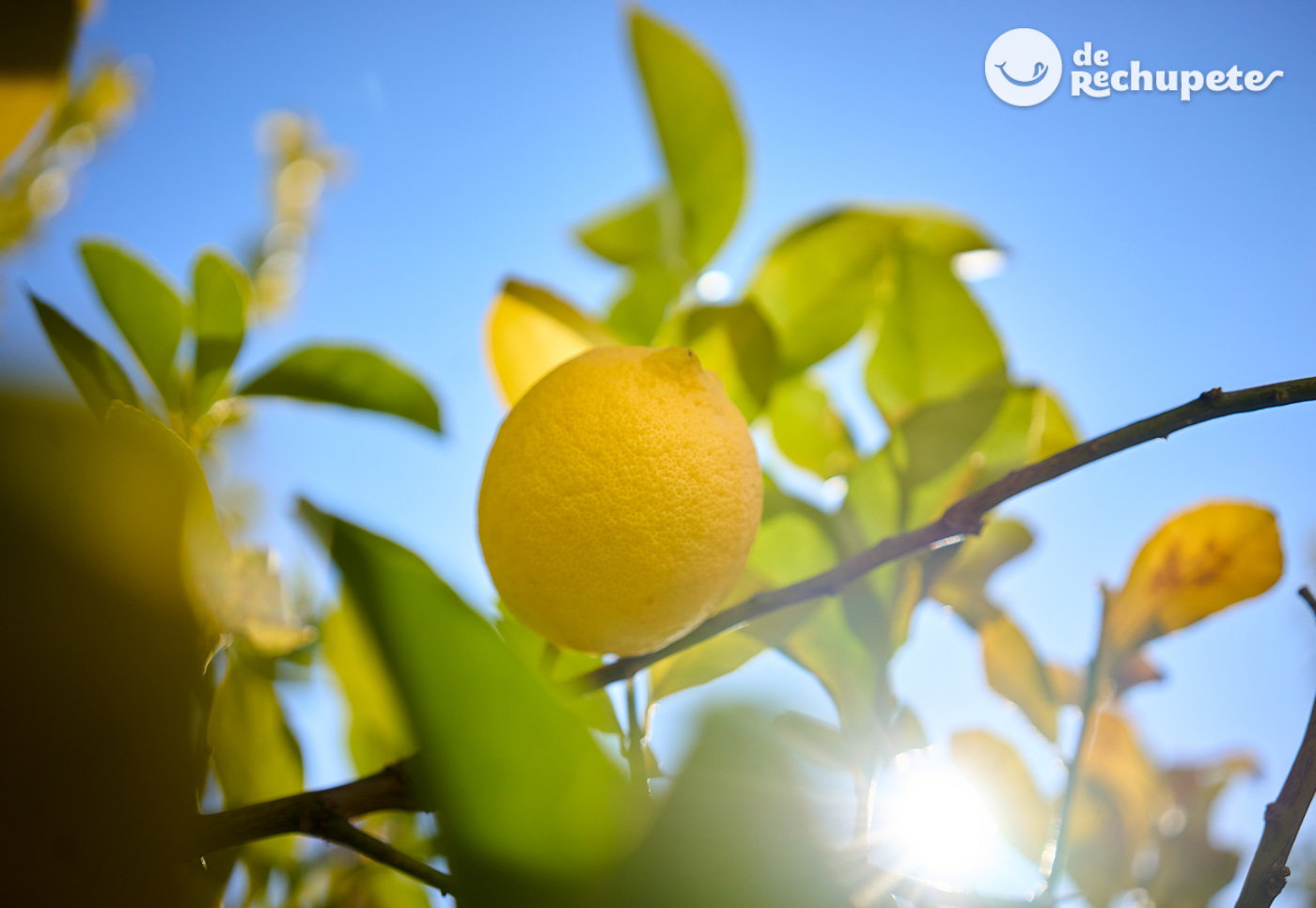 limón en un limonero