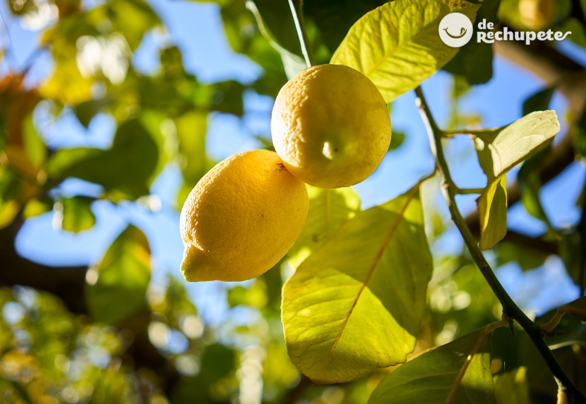 El limón. Remedios naturales con limón que te sorprenderán ¿Cuáles son sus beneficios?