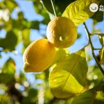 El limón. Remedios naturales con limón que te sorprenderán ¿Cuáles son sus beneficios?