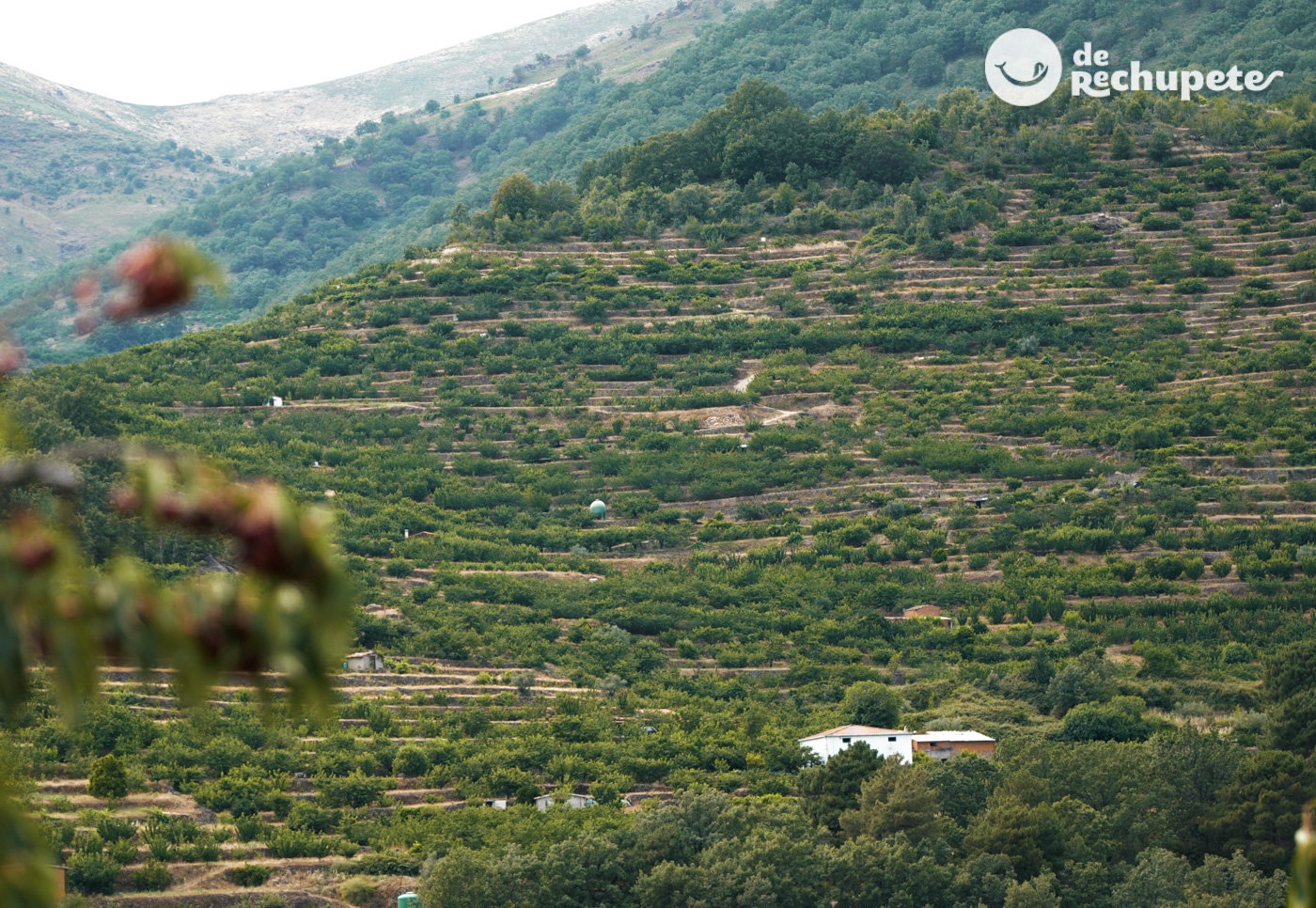 La Cerecera del Valle del Jerte. No sólo es una fiesta, es un modo de vivir la cereza