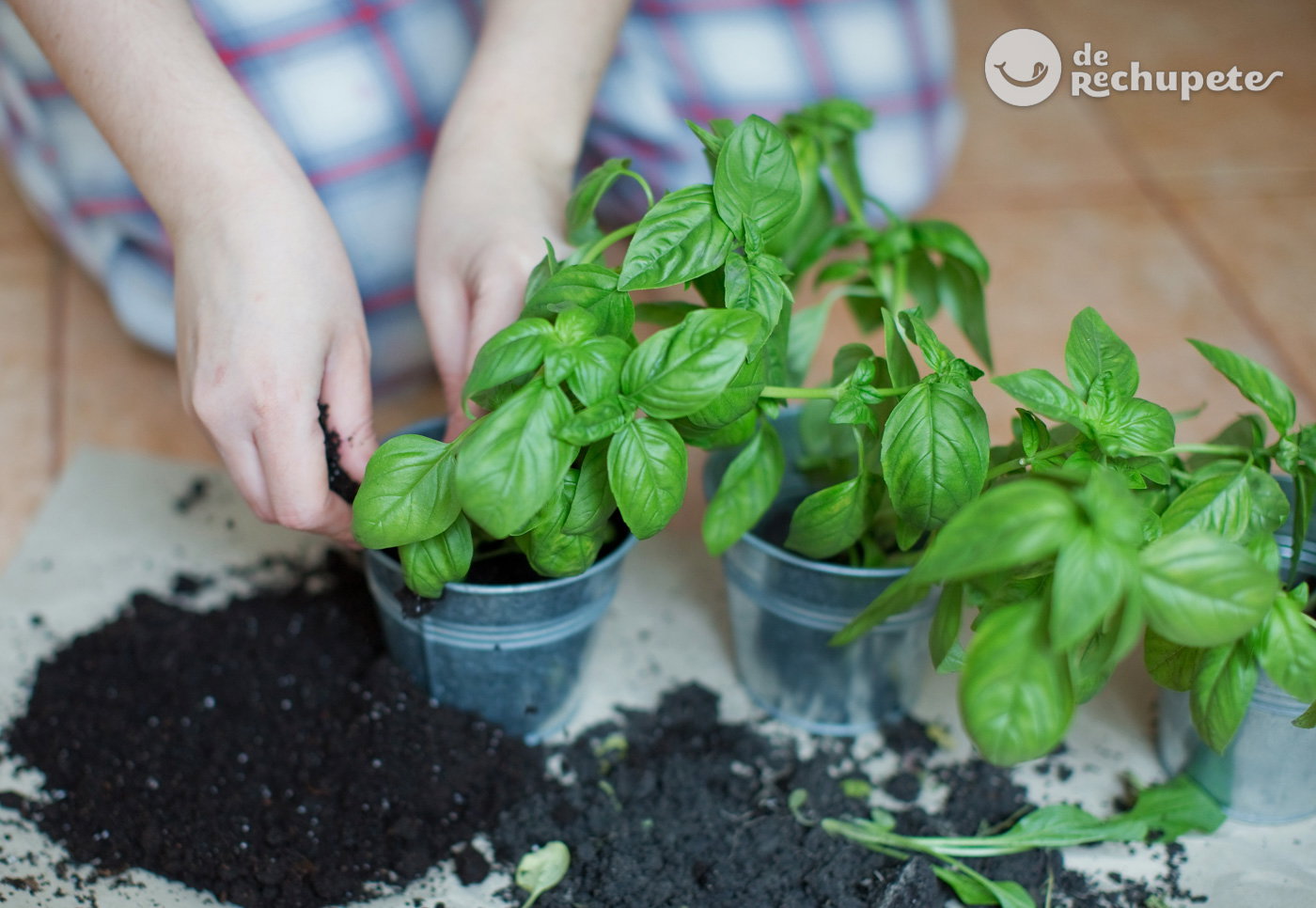 Albahaca. ¿Qué es y cómo utilizarla en la cocina? Recetas y consejos de conservación