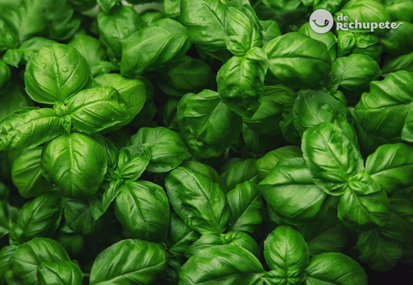 Albahaca. ¿Qué es y cómo utilizarla en la cocina? Recetas y consejos de conservación