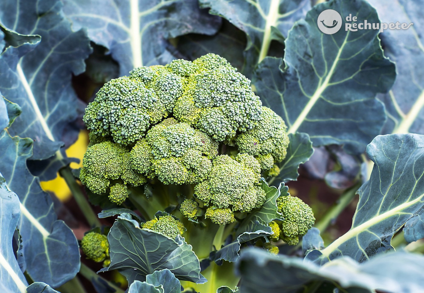 Brócoli, beneficios y propiedades para tu salud - De Rechupete