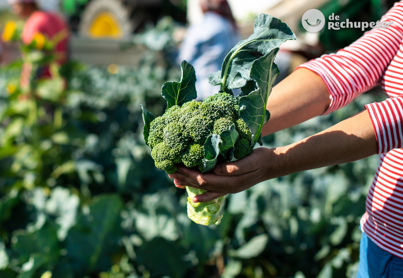 ¿cuáles son las verduras y hortalizas que os recomendamos este otoño?