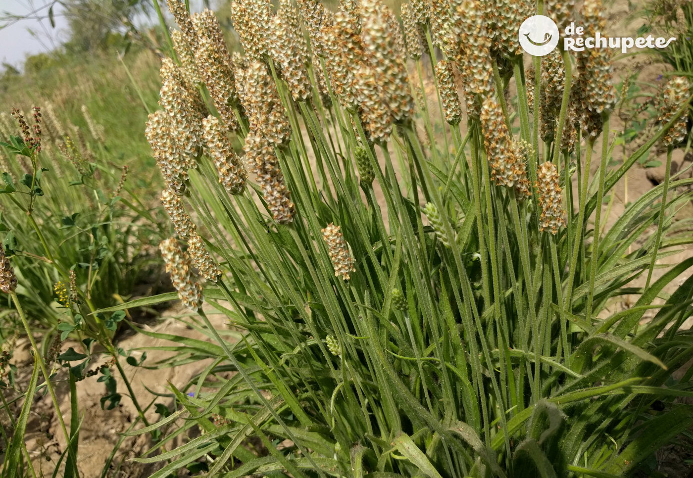 Psyllium ¿qué es y cómo utilizarlo en tus panes sin gluten?