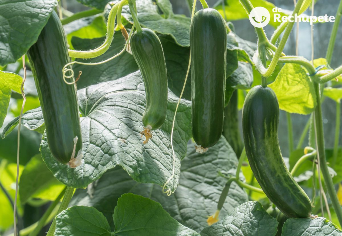 Calabacín ¿Qué es?¿Fruta o verdura? Propiedades y beneficios