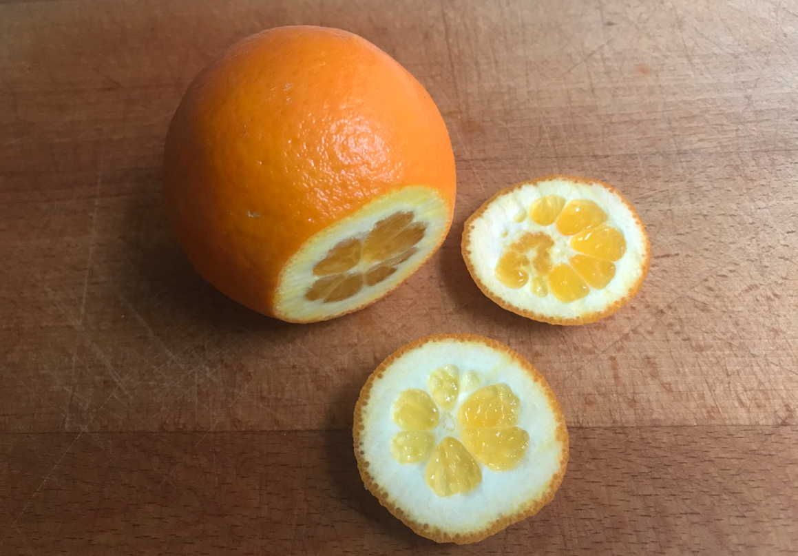 Cómo hacer tiras de naranja confitada, con azúcar y bañadas en chocolate
