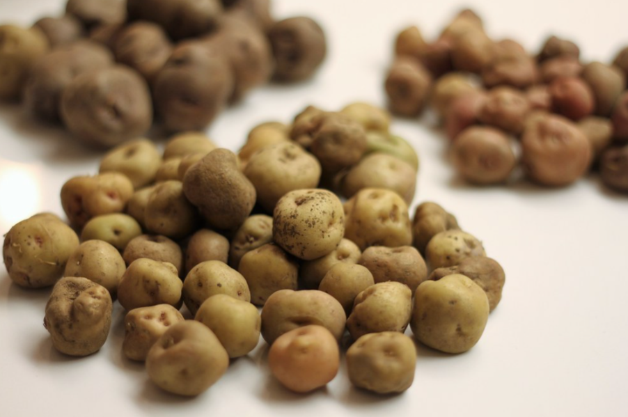 Papas canarias ¿Cuántas variedades de papas hay en Canarias?