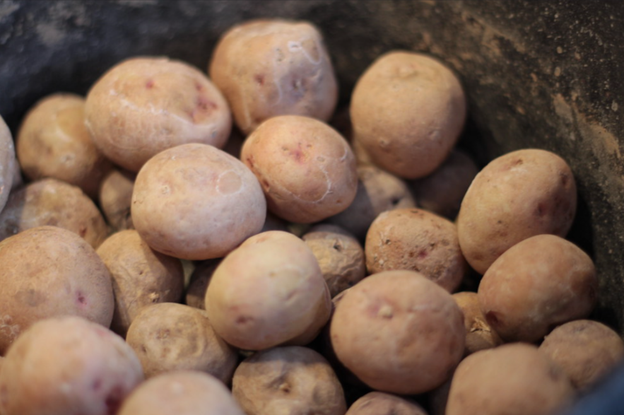 Papas arrugadas con mojo picón. receta tradicional canaria