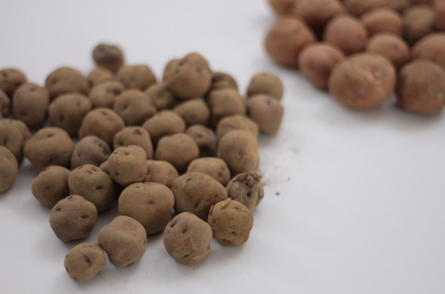 Papas canarias ¿Cuántas variedades de papas hay en Canarias?