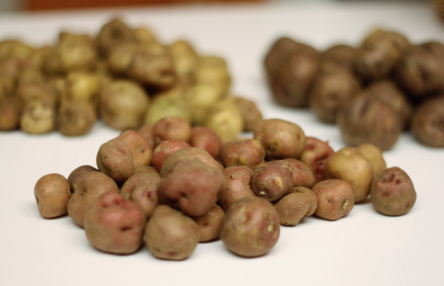 Papas canarias ¿Cuántas variedades de papas hay en Canarias?