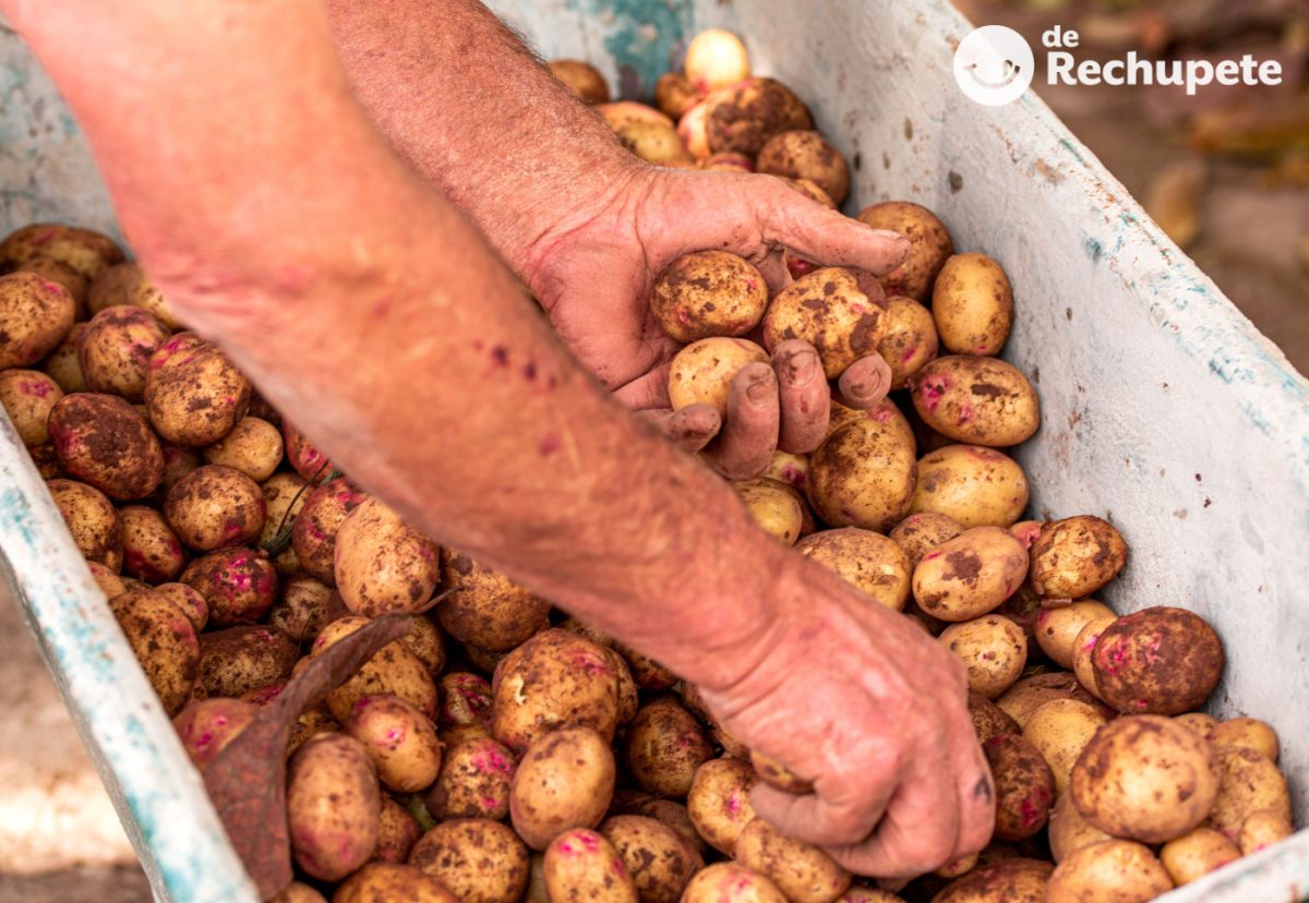 Papas canarias ¿Cuántas variedades de papas hay en Canarias?