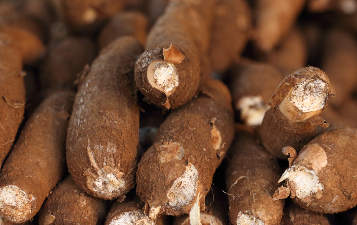 Harina de mandioca o yuca. ¿Qué es, cómo hacerla y emplearla y sustituirla en la cocina?