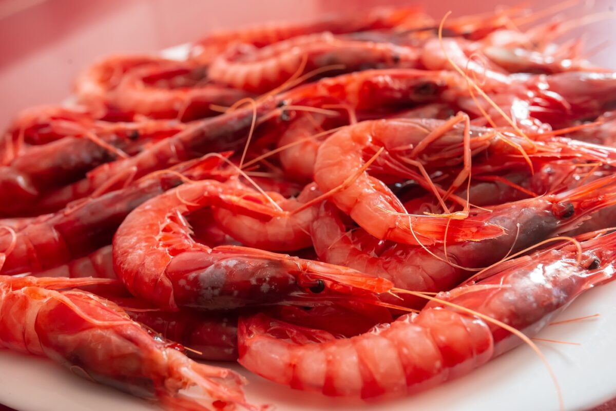 Tipos de gambas rojas y blancas. Diferencias y mejores gambas de España