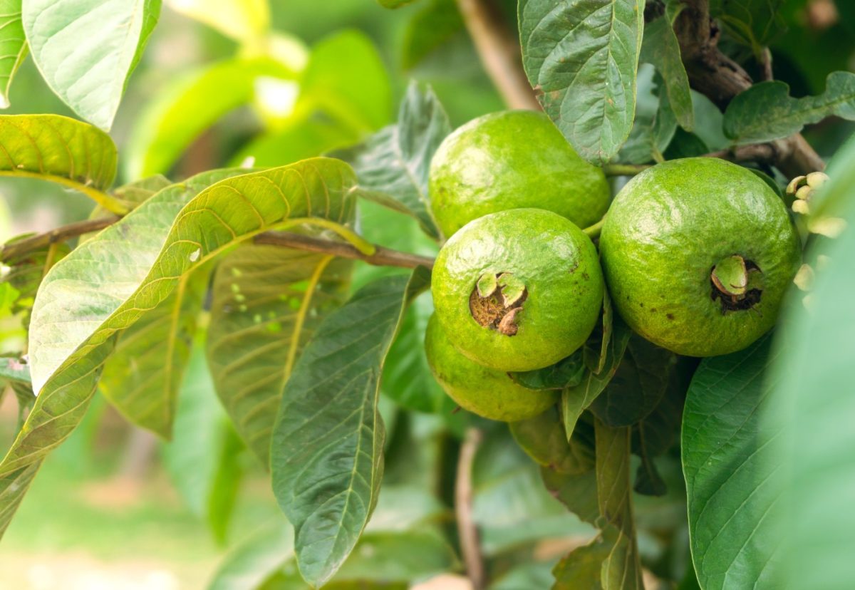Guayaba. ¿Qué es? Propiedades y beneficios